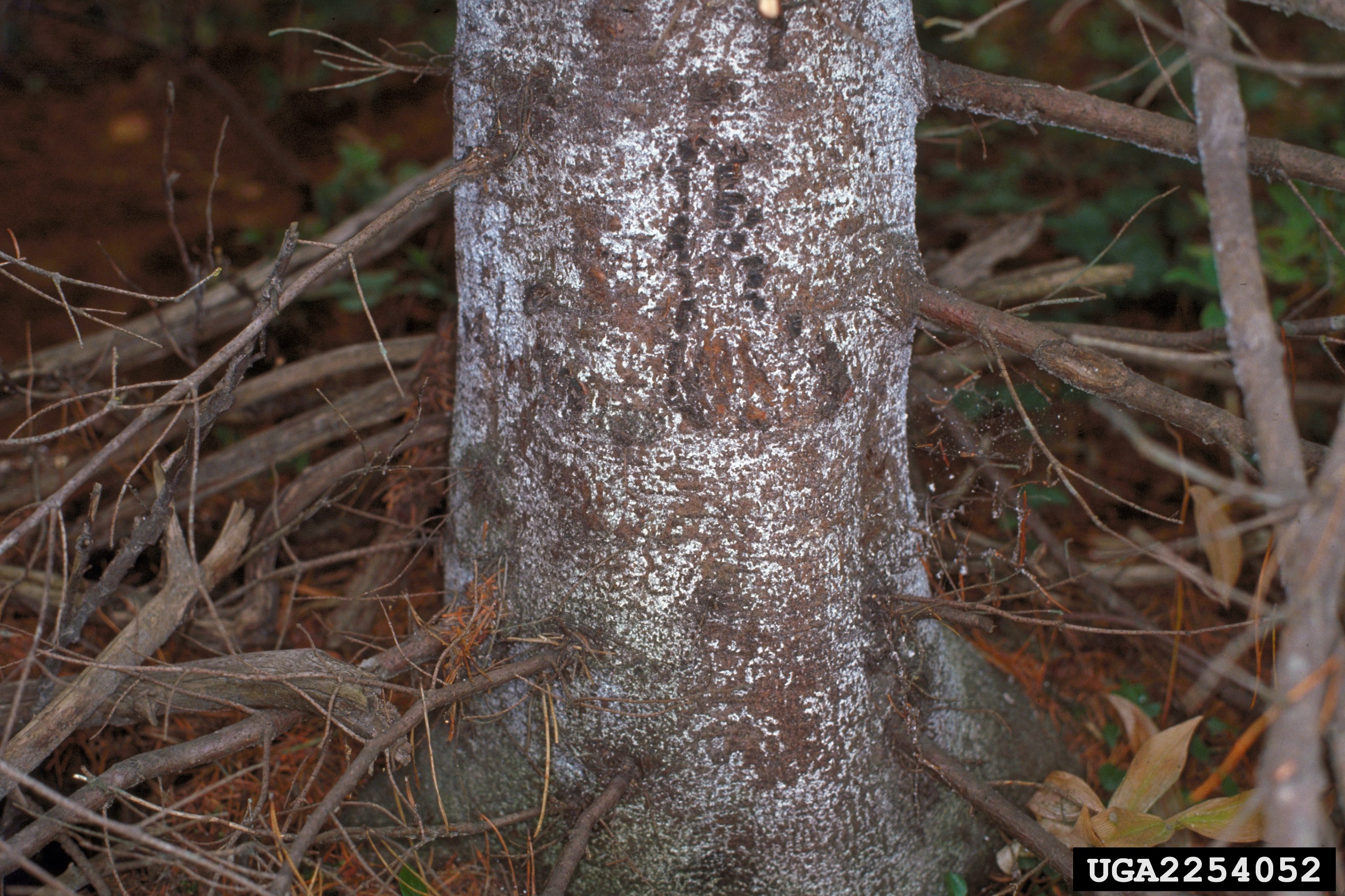 #11B BWA on base of subalpine fir.jpg
